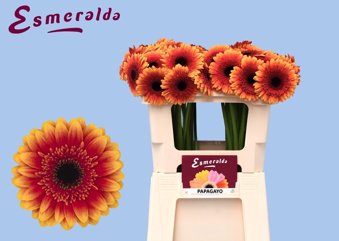 <h4>GE MI PAPAGAYO</h4>