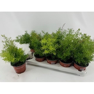 Asparagus dens. 'Cwebe'