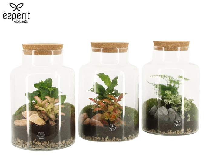 <h4>Arr. Planten H%</h4>