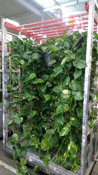 <h4>Epipremnum pinn. 'Aureum'</h4>