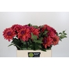 Dahlia American Dawn