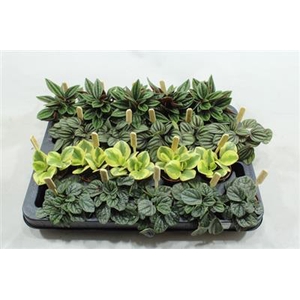 MIX PEPEROMIA SMIT