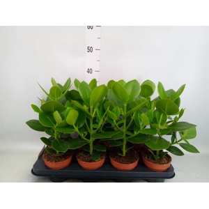 Clusia rosea 'Princess'