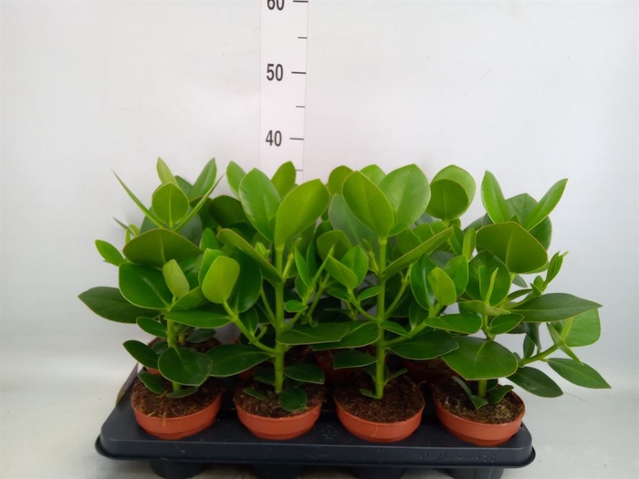 <h4>Clusia rosea 'Princess'</h4>