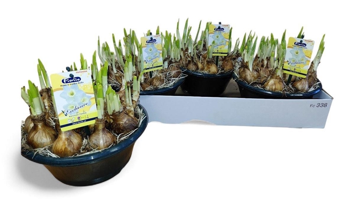 <h4>NARC JA PUEBLO</h4>