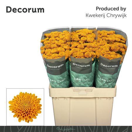 <h4>CHR S ELLISON ORANGE</h4>