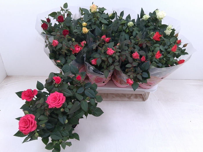 <h4>RO FAV RO GEM 5 SRT</h4>