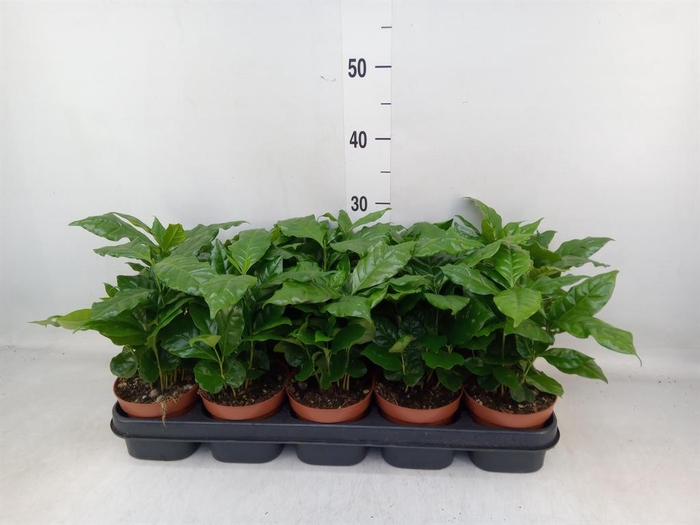 <h4>Coffea arabica</h4>