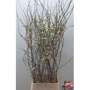 CHAENOMELES JAPONICA