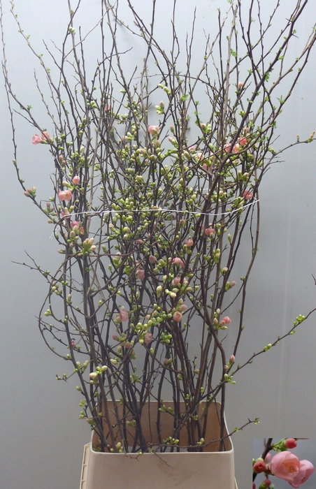 <h4>CHAENOMELES JAPONICA</h4>