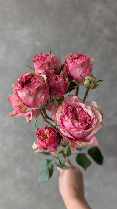 <h4>R Tr Marquise</h4>