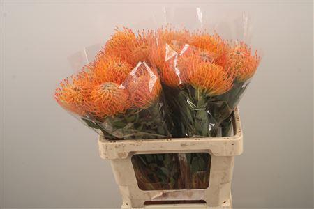 <h4>Leuco Co Ayoba Sun</h4>