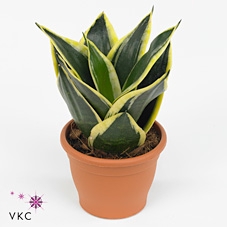 Sansevieria trifa. 'Black Star'