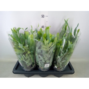 Phlebodium aureum 'Blue Star'