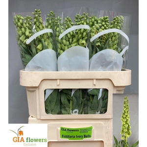 FRIT PERSICA IVORY BELLS