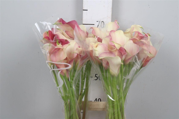 <h4>Zant Blushing Lady</h4>