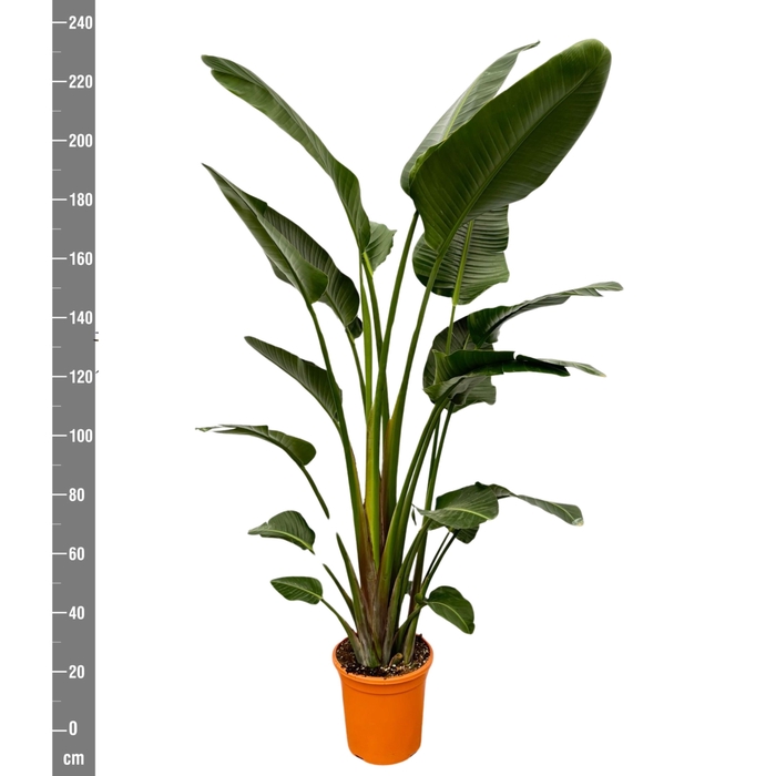 <h4>STRELITZIA NICOLAI</h4>