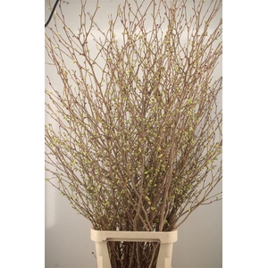 CORYLOPSIS S CYNTHIA 200CM