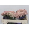 Ozothamnus Cooks Pink