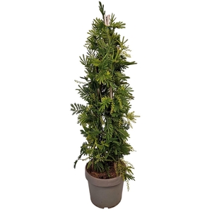 Acacia Mimosa Daelbata Pyramid - 801