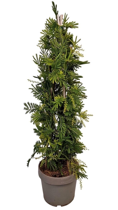 <h4>Acacia Mimosa Daelbata Pyramid - 801</h4>