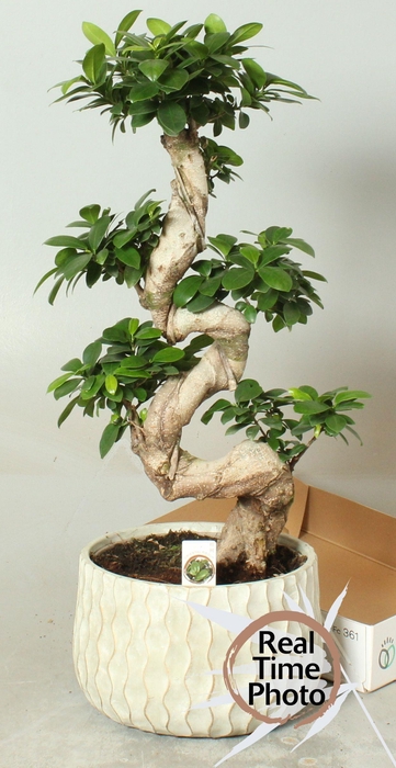 <h4>FIC MI GINSENG</h4>