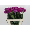 Dahlia Purple Fox
