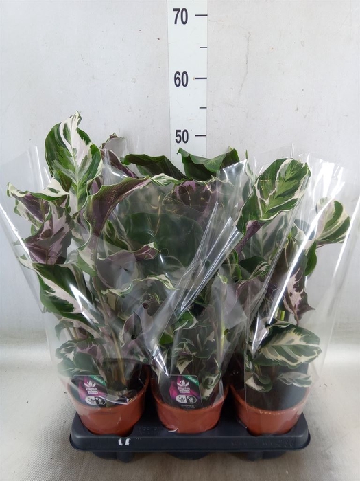 <h4>Calathea   ...</h4>