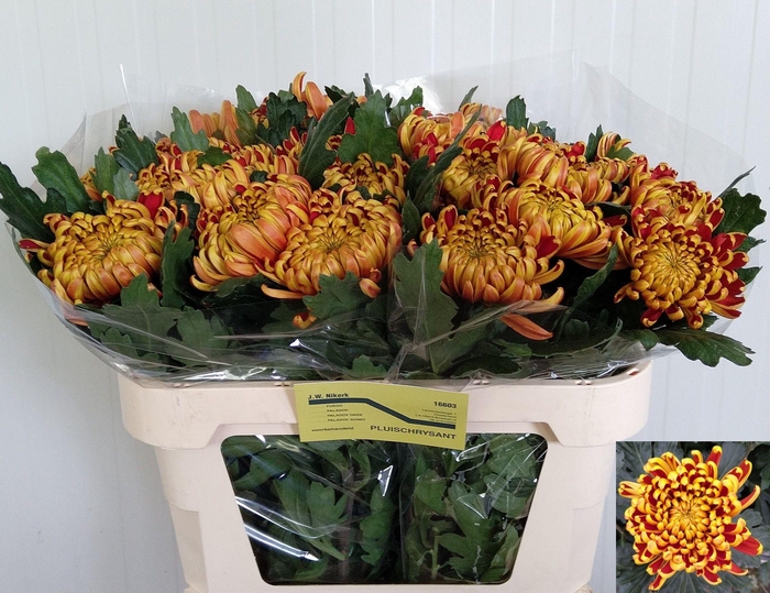 <h4>CHR G FUEGO</h4>