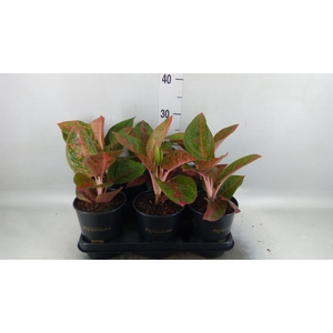 Aglaonema   ...