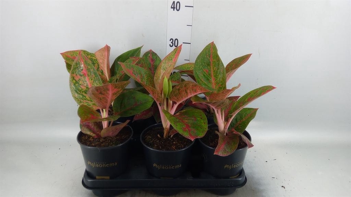 <h4>Aglaonema ...</h4>