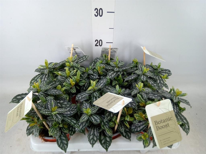 <h4>Pilea cadierei</h4>