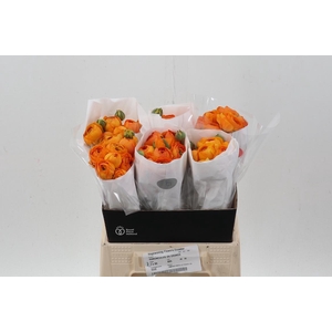 Ran Orange Ecu 40cm