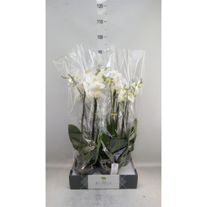Phalaenopsis   ...white