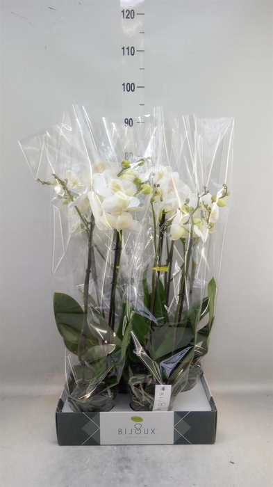 <h4>Phalaenopsis   ...white</h4>