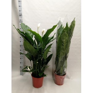 SPATH SWEET SEBASTIA