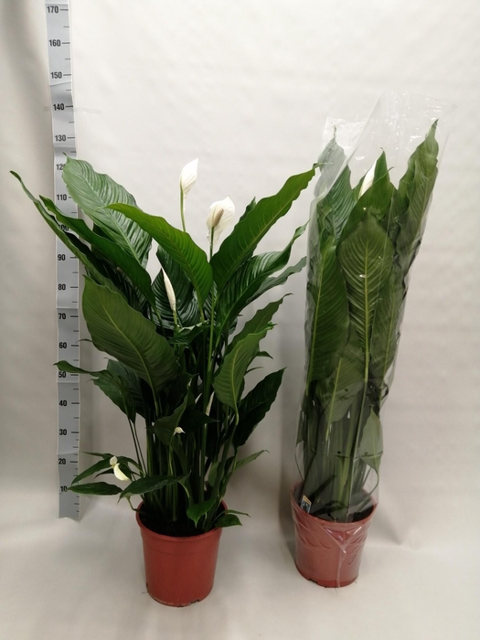 <h4>SPATH SWEET SEBASTIA</h4>