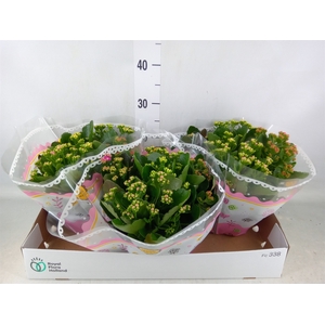Kalanchoe blos.   ..rosebud mix/pot