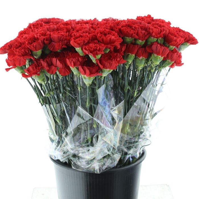 <h4>Di St Arona Red X 160</h4>