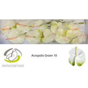 ANTH A ACROPOLIS 10 groen