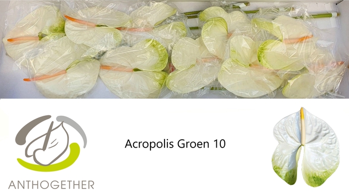 ANTH A ACROPOLIS 10 groen