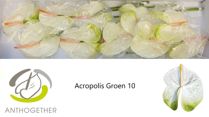 <h4>ANTH A ACROPOLIS 10 groen</h4>