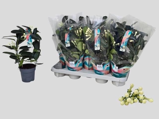 <h4>STEPH FL OV</h4>