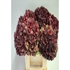 Hydrangea mag dark ruby classic