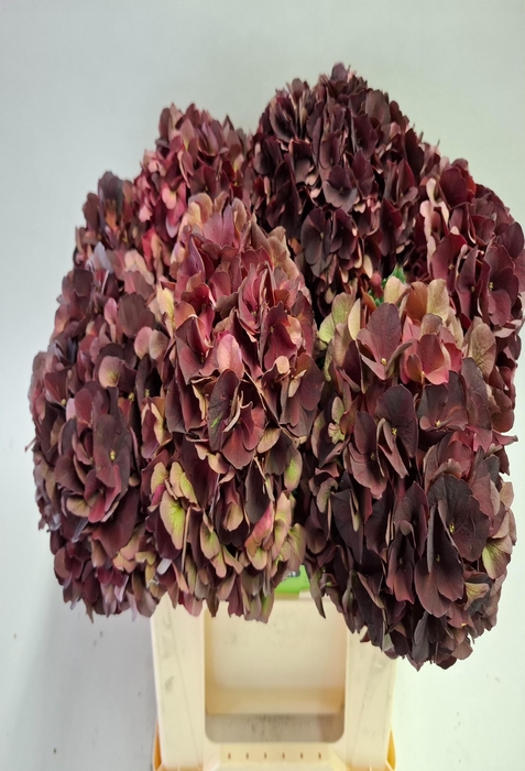 Hydrangea mag dark ruby classic