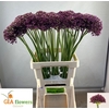 Allium Miami