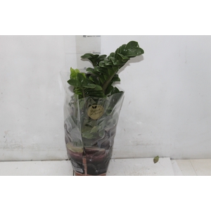 ZAMIOCULCAS ZENZI P14