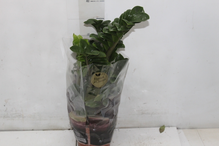 <h4>ZAMIOCULCAS ZENZI P14</h4>