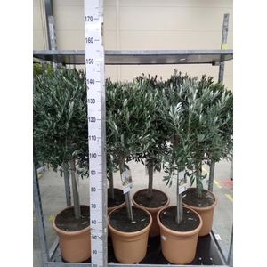 Olea europaea