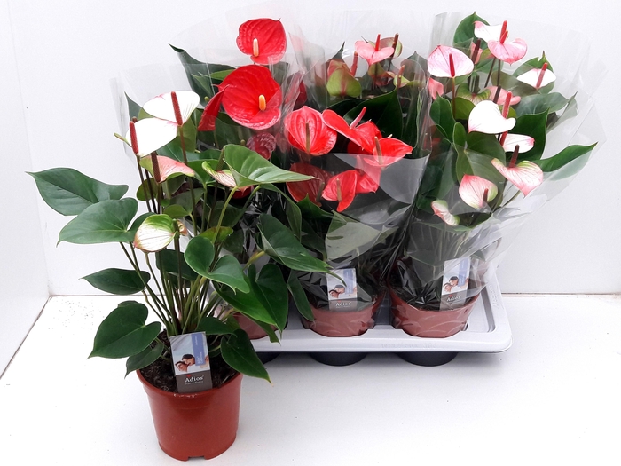 <h4>ANTHU AN GEM 4 KL</h4>